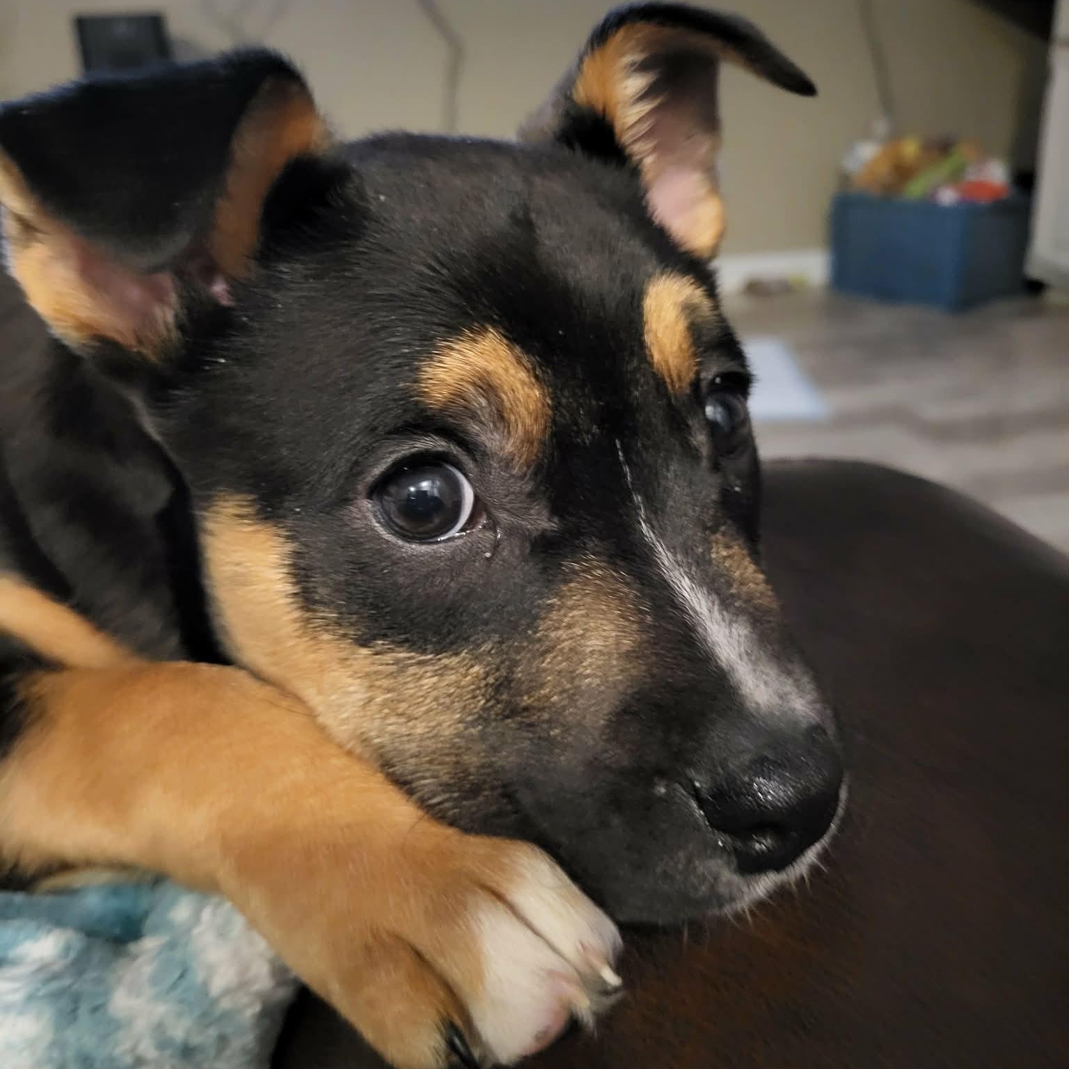 Enlarge Hunter, an adopted mixed breed in Sunderland, MD image 3/6