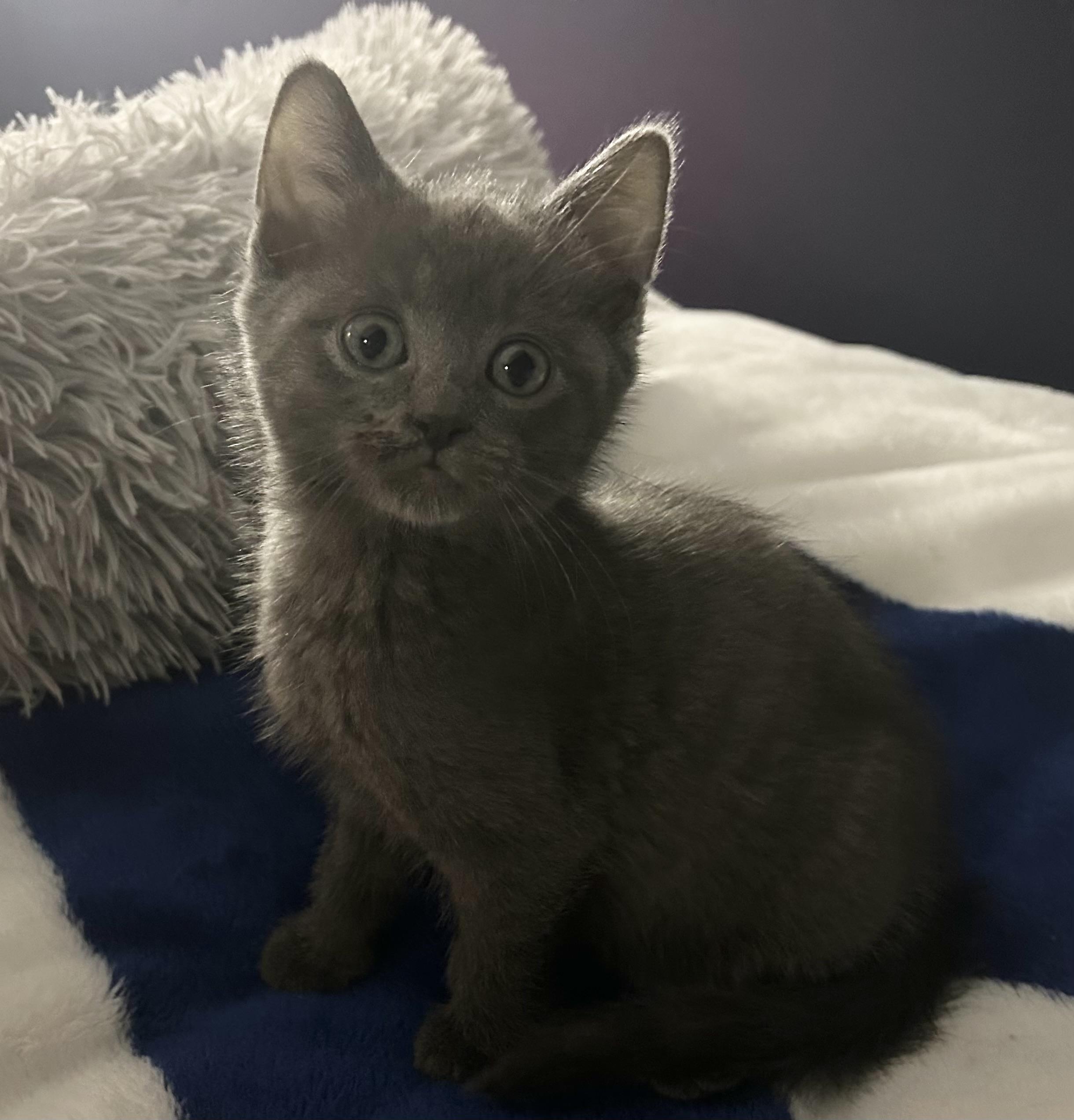 Misty, an adopted Domestic Short Hair in Chicago, IL image 2/4