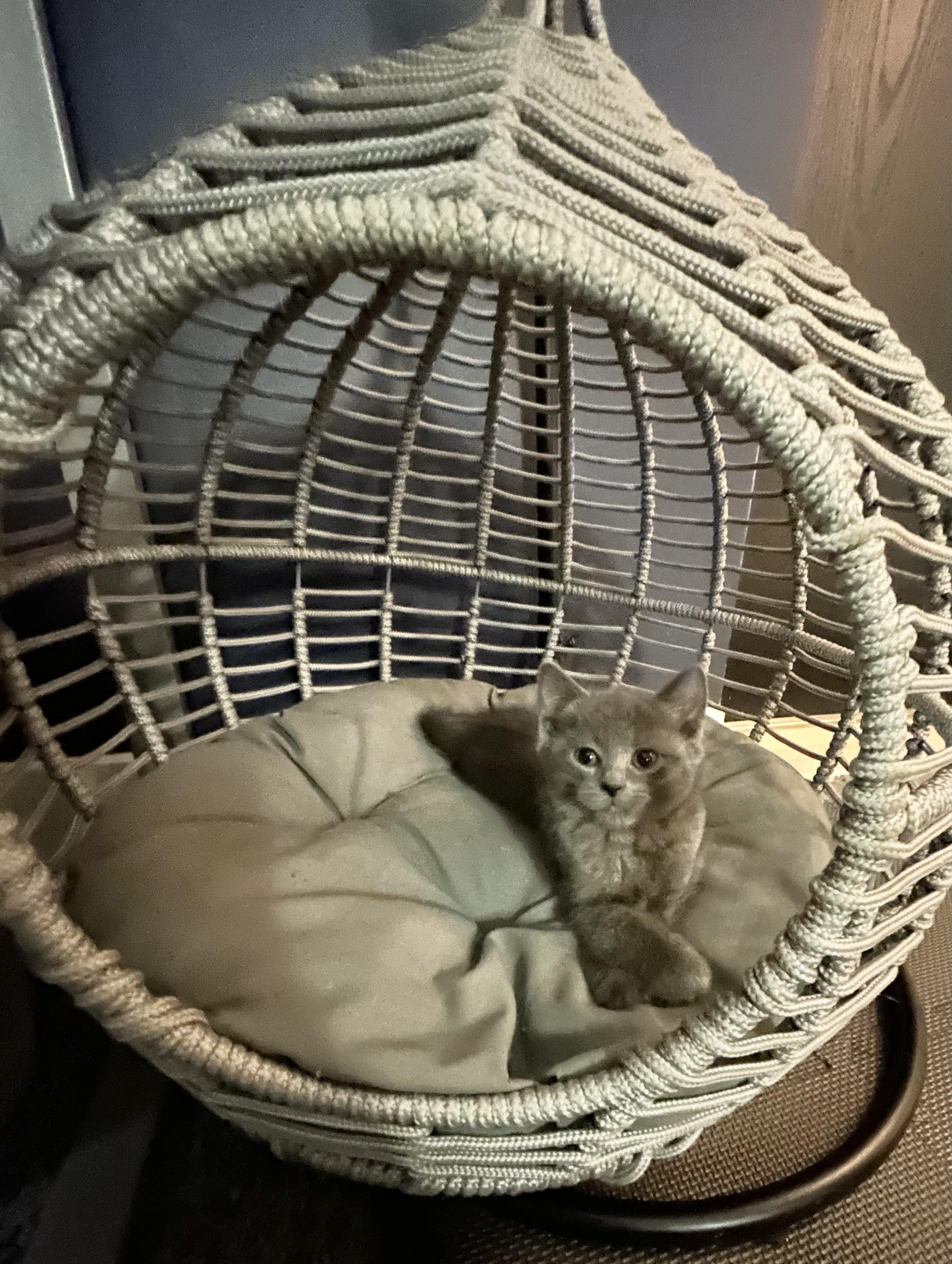 Misty, an adopted Domestic Short Hair in Chicago, IL image 3/4