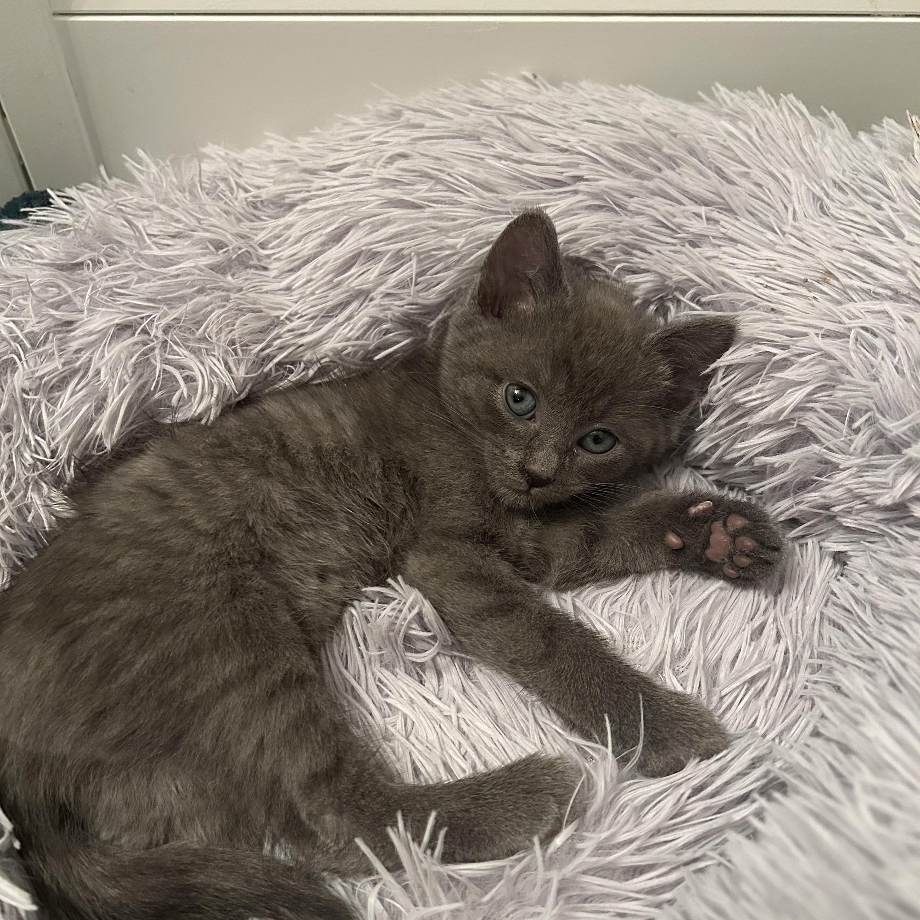 Misty, an adopted Domestic Short Hair in Chicago, IL image 4/4