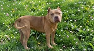 Zara , a ADOPTABLE Pit Bull Terrier in Boulder, CO image 4/5