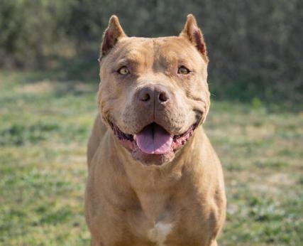 Zara , a ADOPTABLE Pit Bull Terrier in Boulder, CO image 3/5