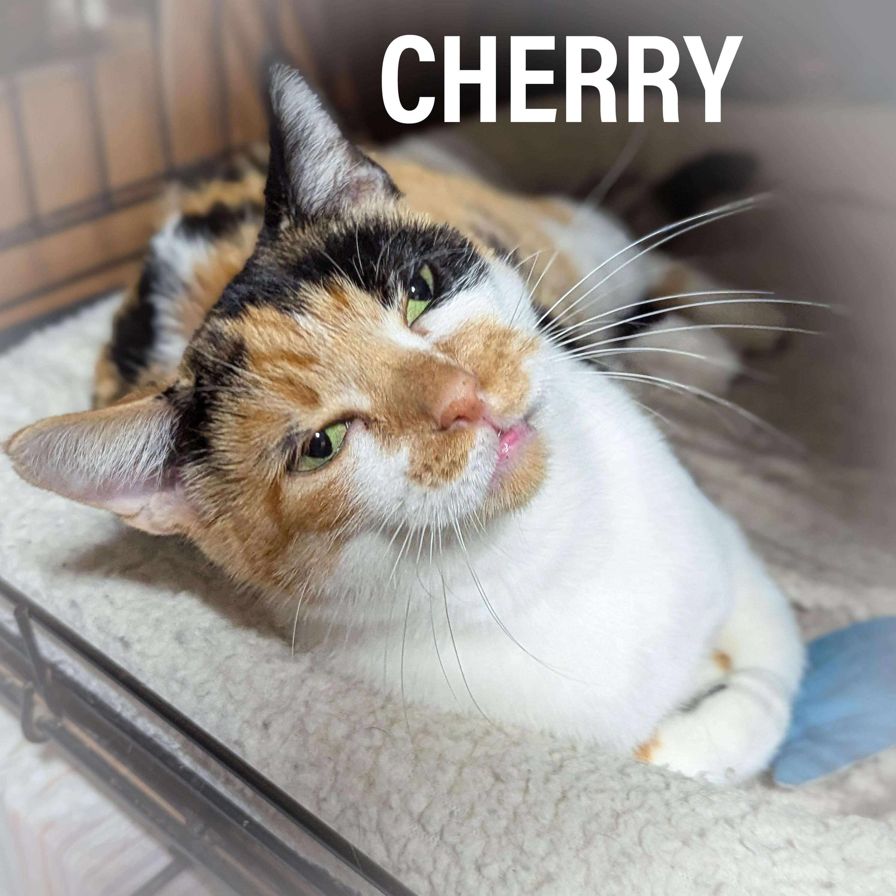 CHERRY, adoptable, Adult Female Domestic Short Hair & Calico.