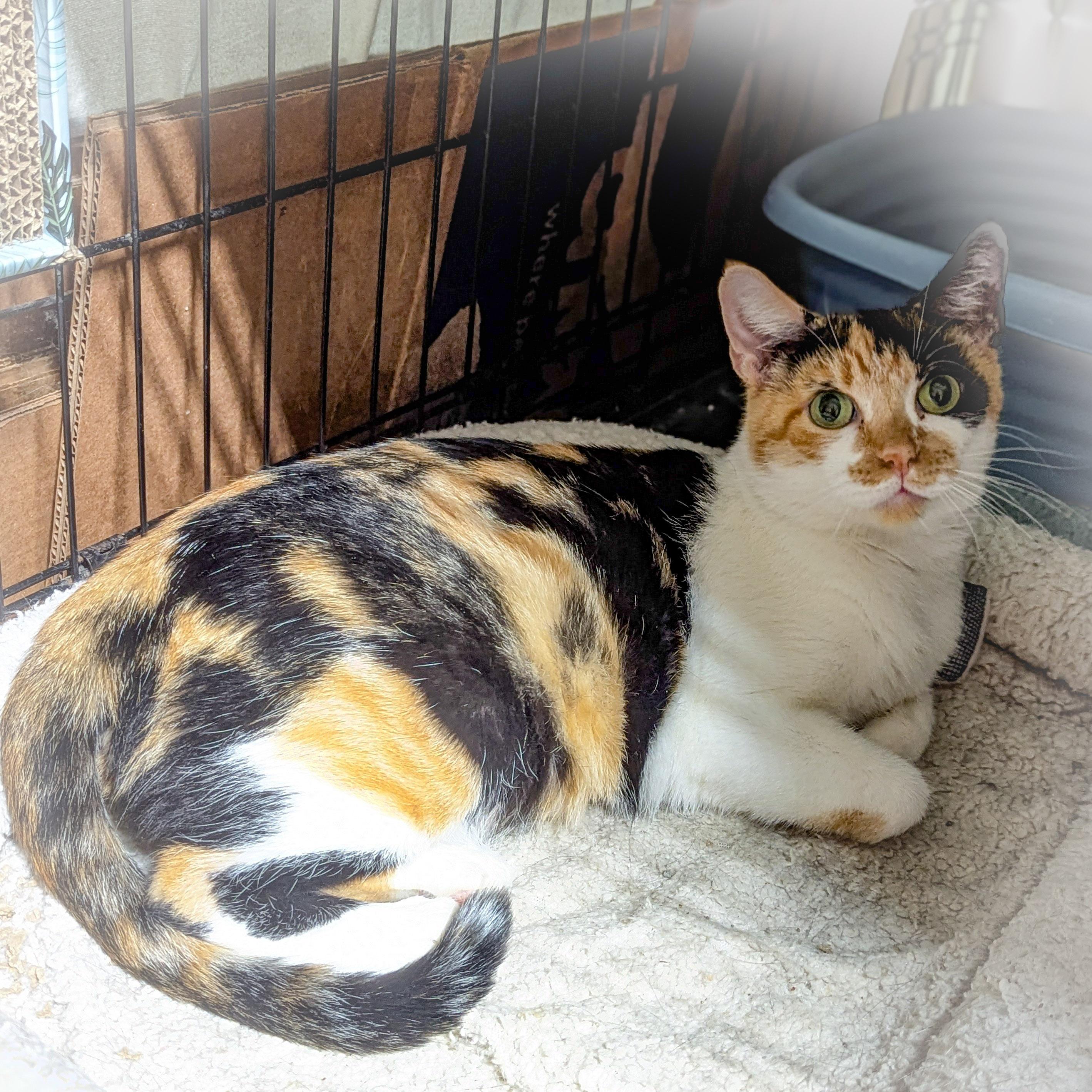 Enlarge CHERRY, an adoptable mixed breed in Valparaiso , IN image 2/4