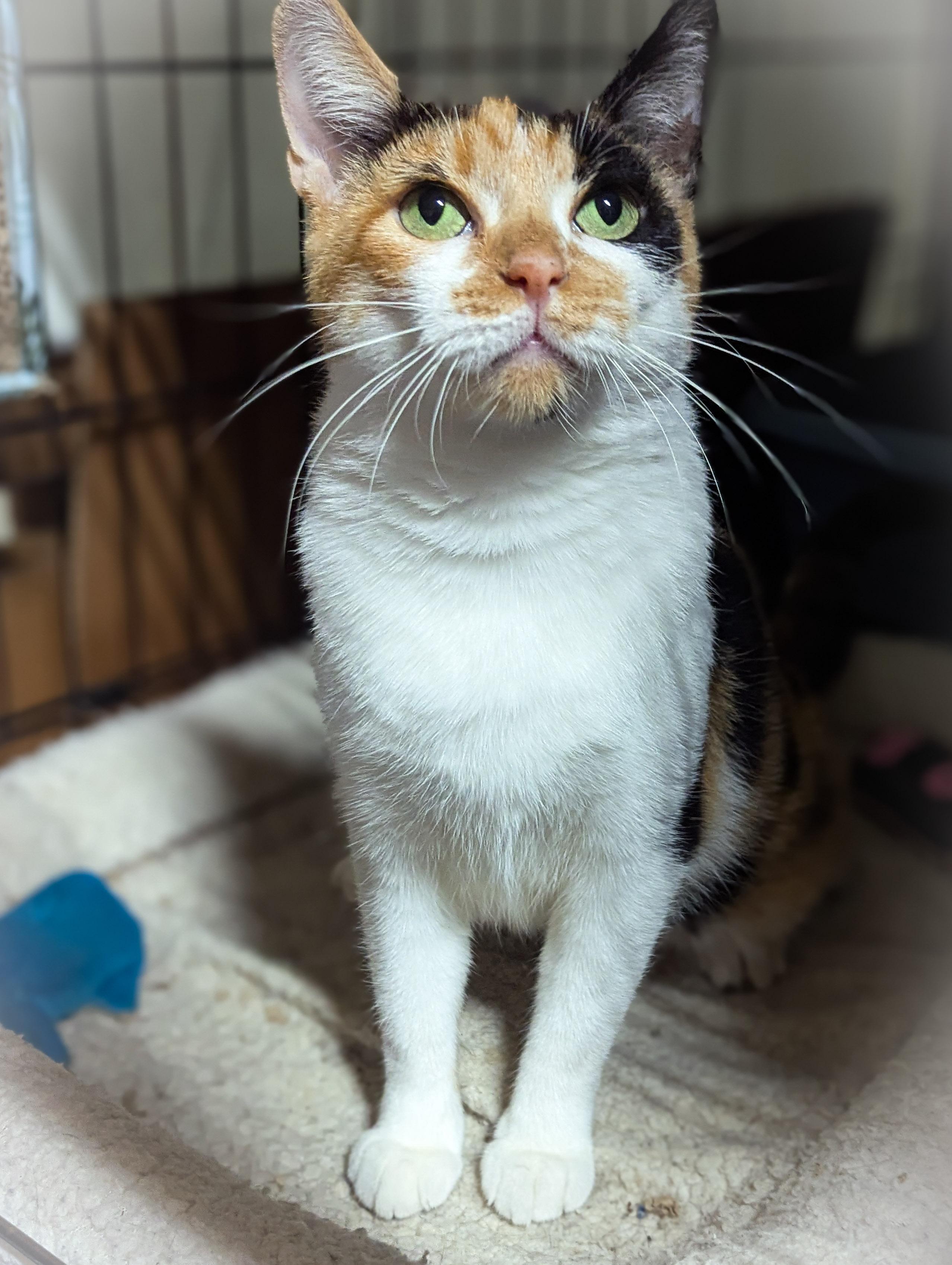 Enlarge CHERRY, an adoptable mixed breed in Valparaiso , IN image 3/4