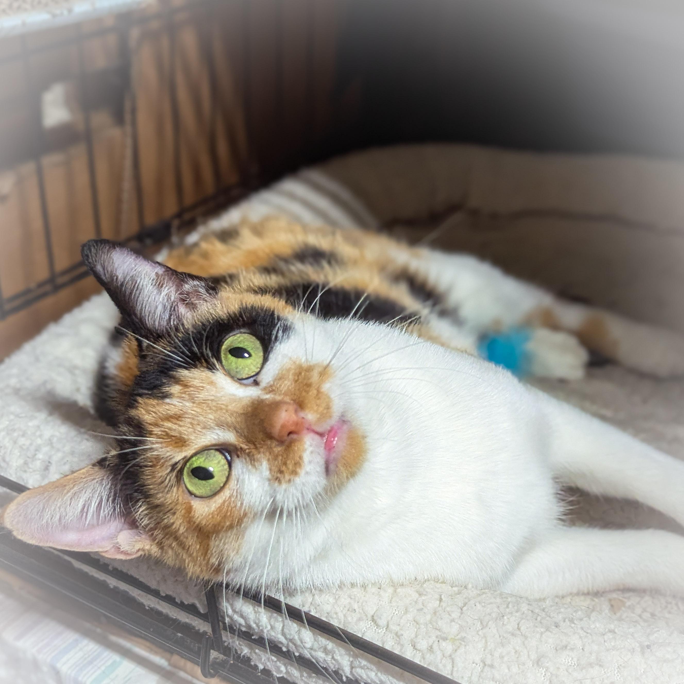 Enlarge CHERRY, an adoptable mixed breed in Valparaiso , IN image 4/4