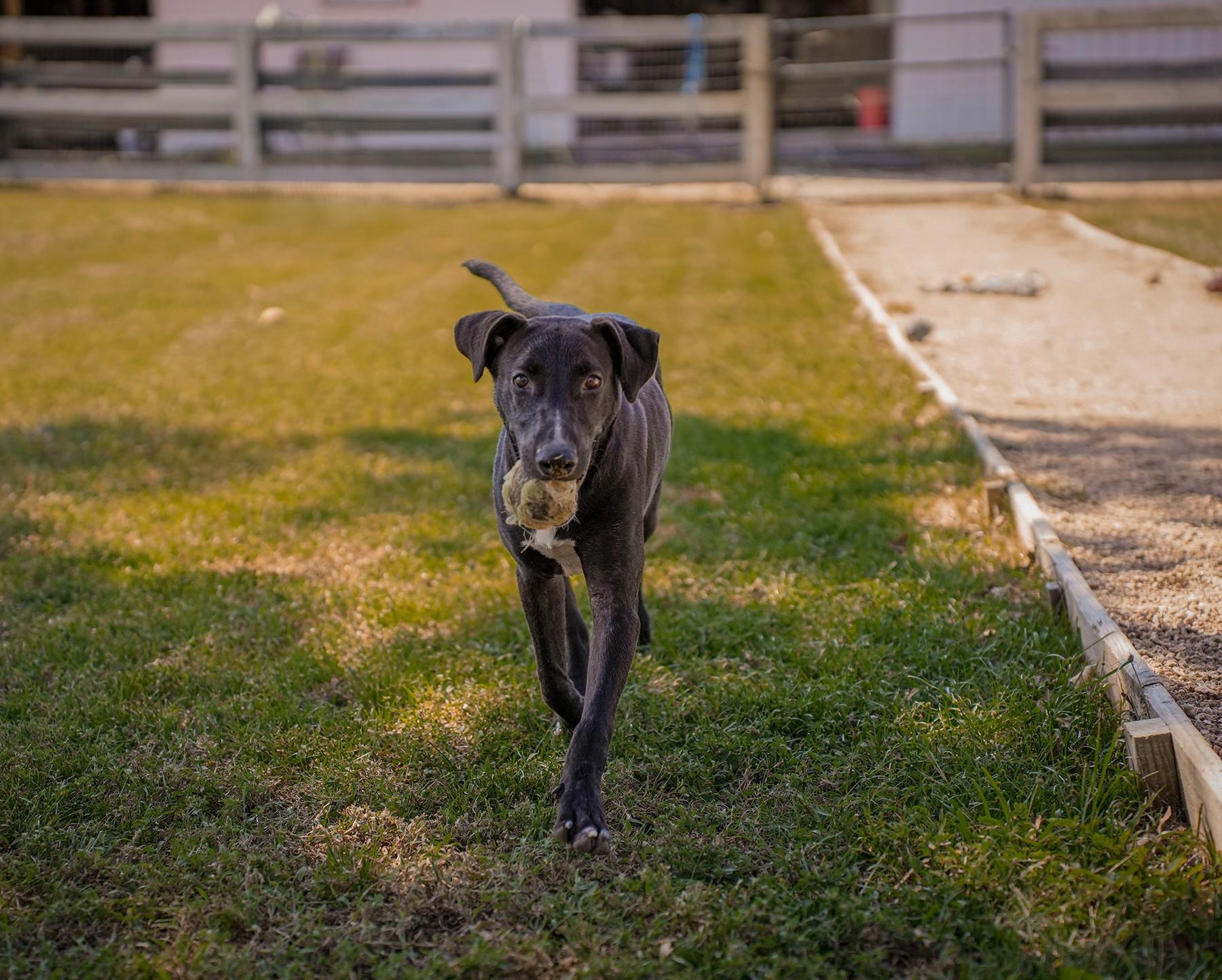 Enlarge Athena, a Adoptable mixed breed in Cedar Rapids, IA image 3/4
