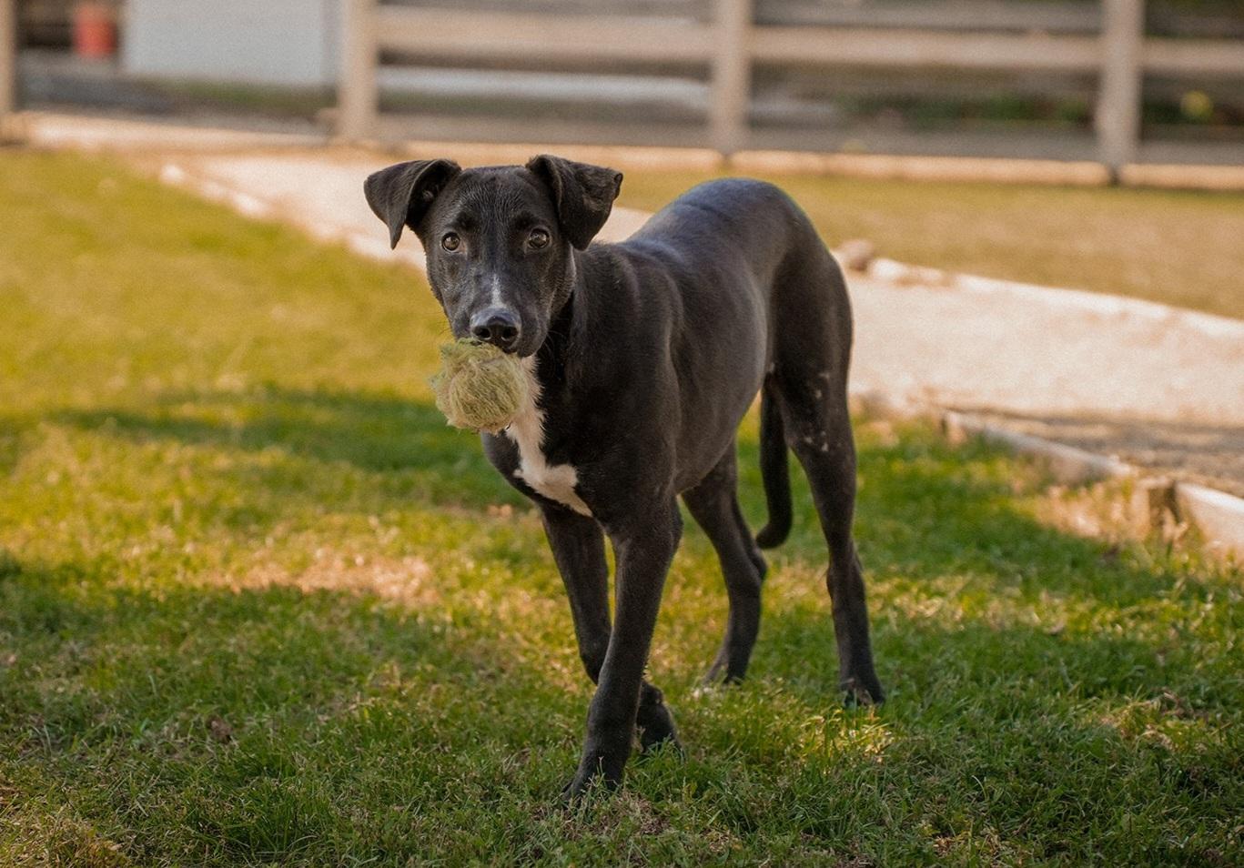 Enlarge Athena, a Adoptable mixed breed in Cedar Rapids, IA image 2/4