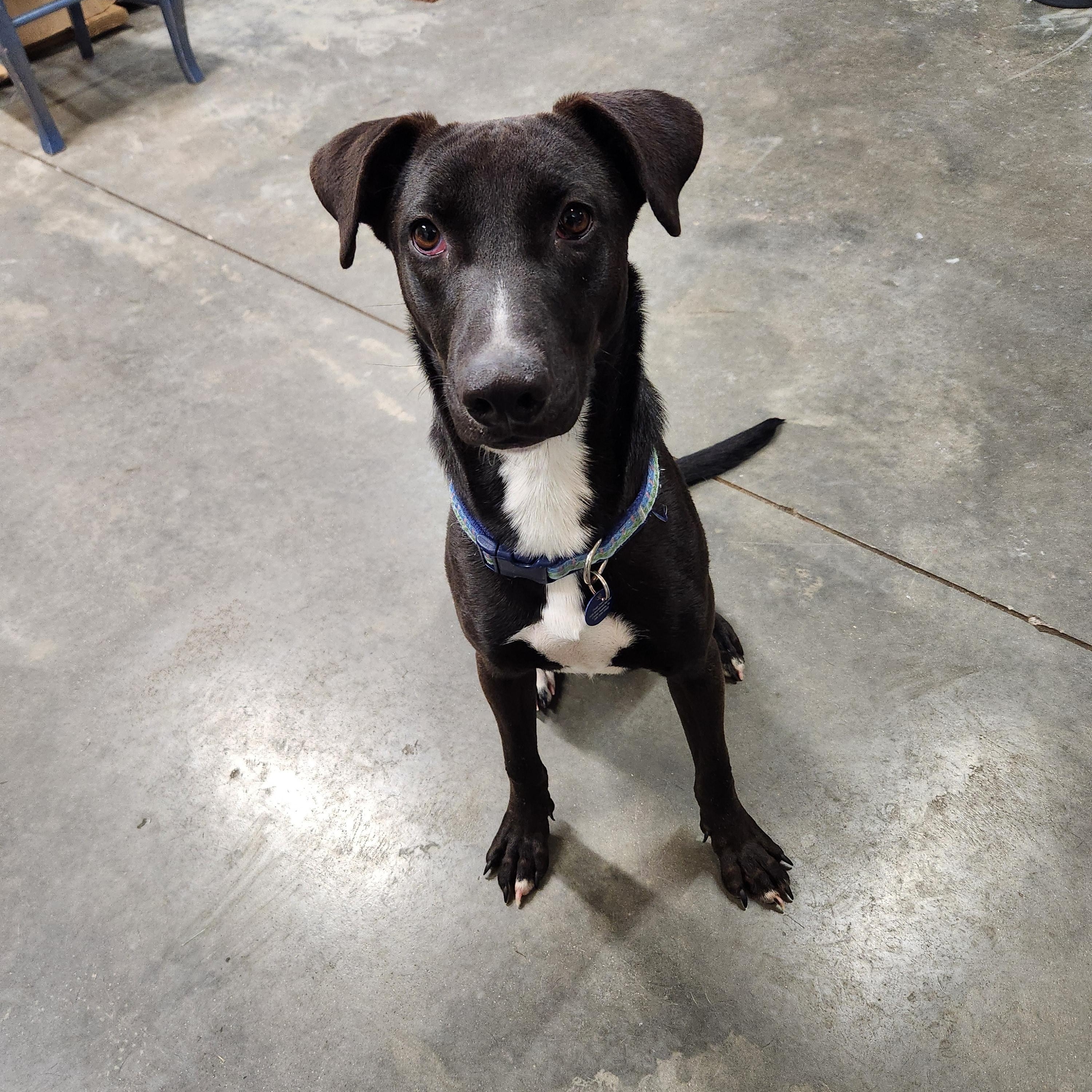 Enlarge Athena, a Adoptable mixed breed in Cedar Rapids, IA image 1/4