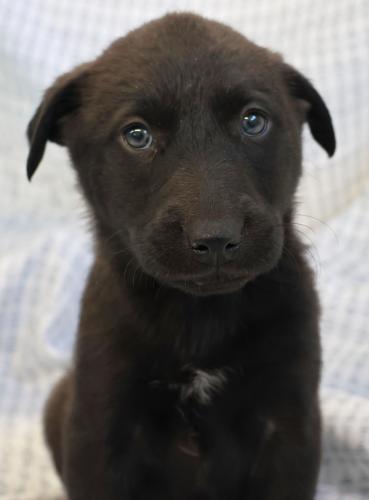 Enlarge Miloq, a Adoptable mixed breed in Thief River Falls, MN image 1/1