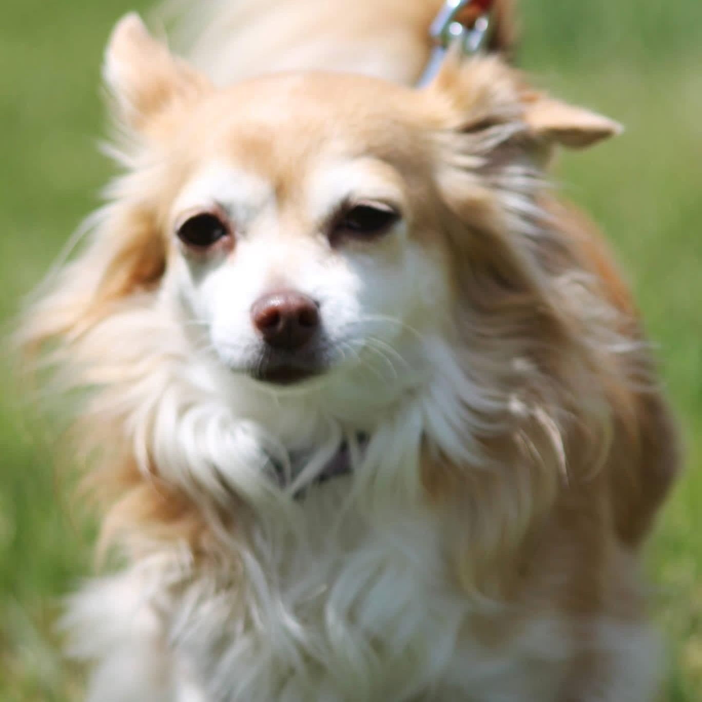 Cricket, a ADOPTABLE Chihuahua in Kentwood, MI image 2/6