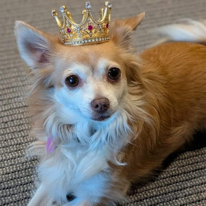 Cricket, ADOPTABLE, Adult Female Chihuahua.