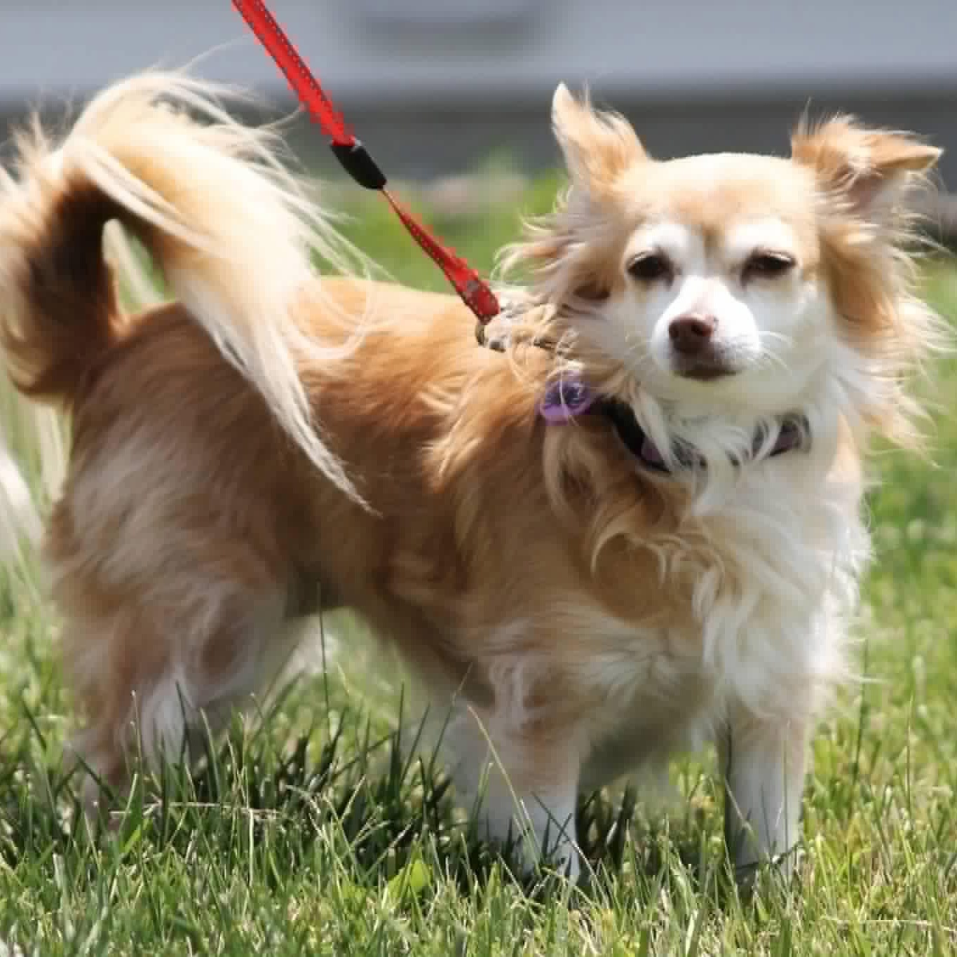 Cricket, a ADOPTABLE Chihuahua in Kentwood, MI image 3/6