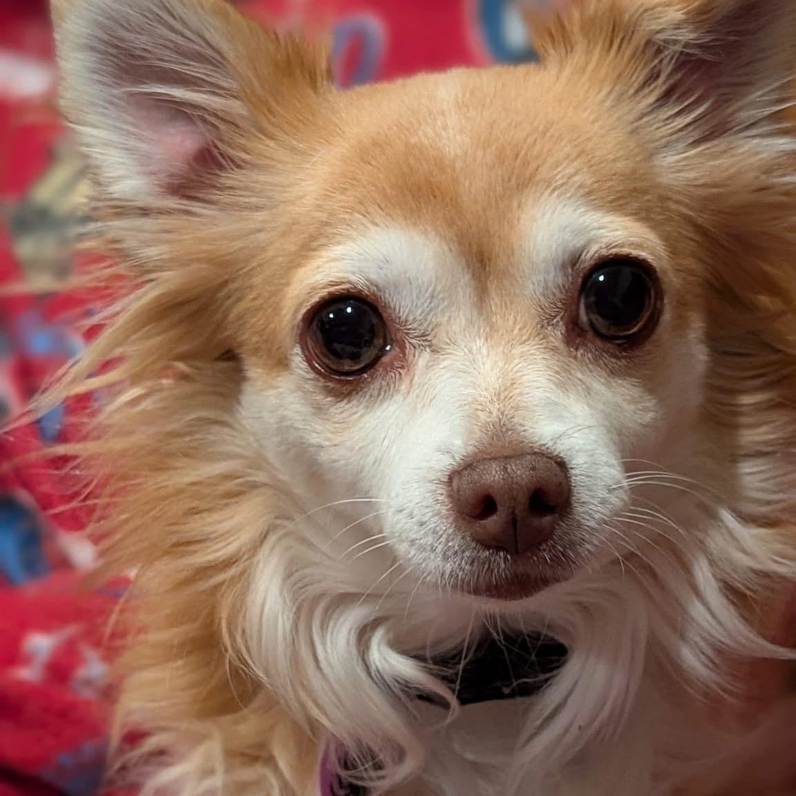 Cricket, a ADOPTABLE Chihuahua in Kentwood, MI image 5/6