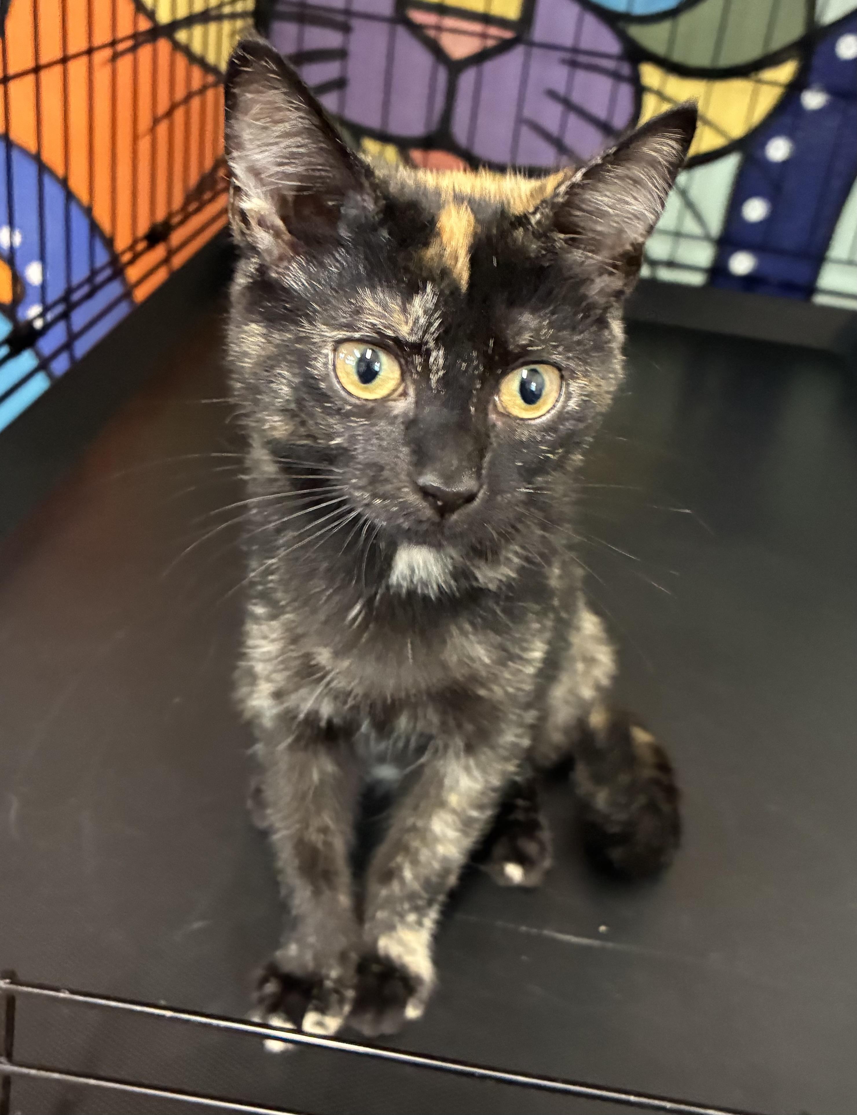 Enlarge Tartan, a ADOPTABLE Domestic Short Hair in Breinigsville, PA image 1/3