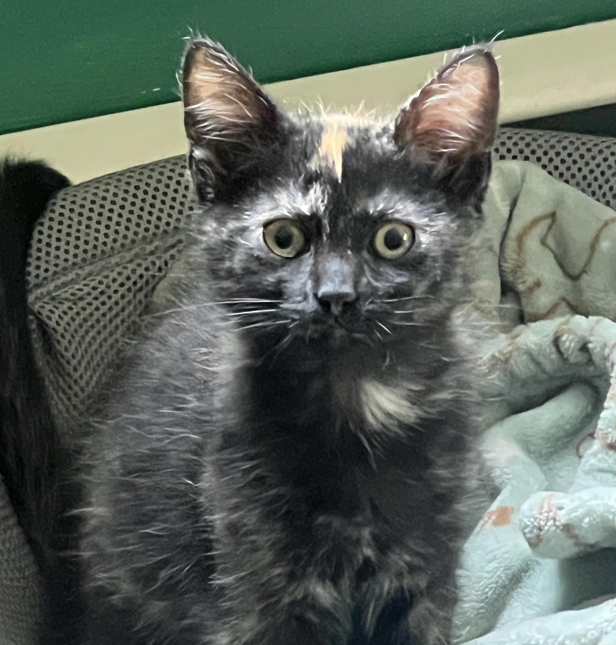 Enlarge Tartan, a ADOPTABLE Domestic Short Hair in Breinigsville, PA image 2/2