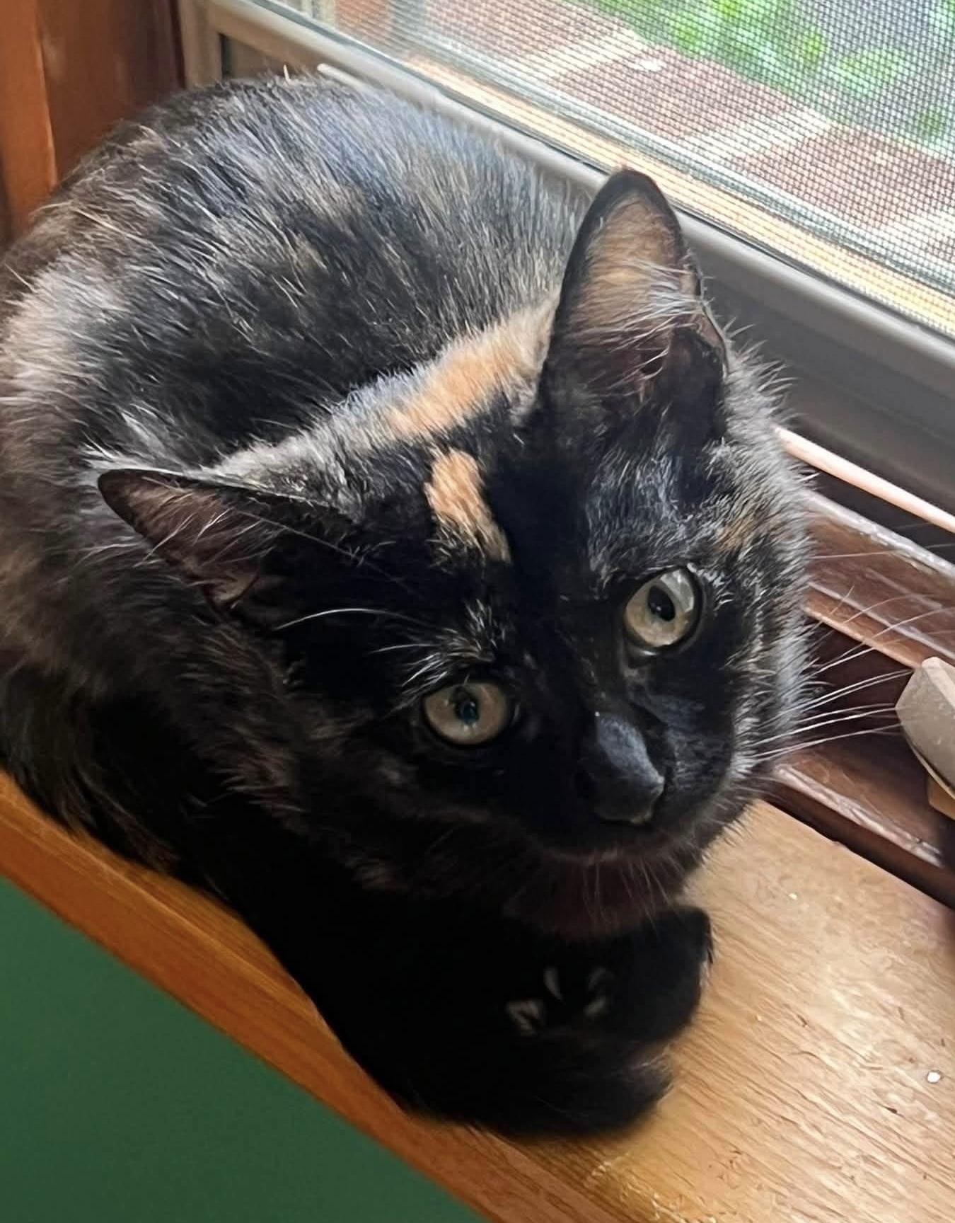 Enlarge Tartan, a ADOPTABLE Domestic Short Hair in Breinigsville, PA image 1/2
