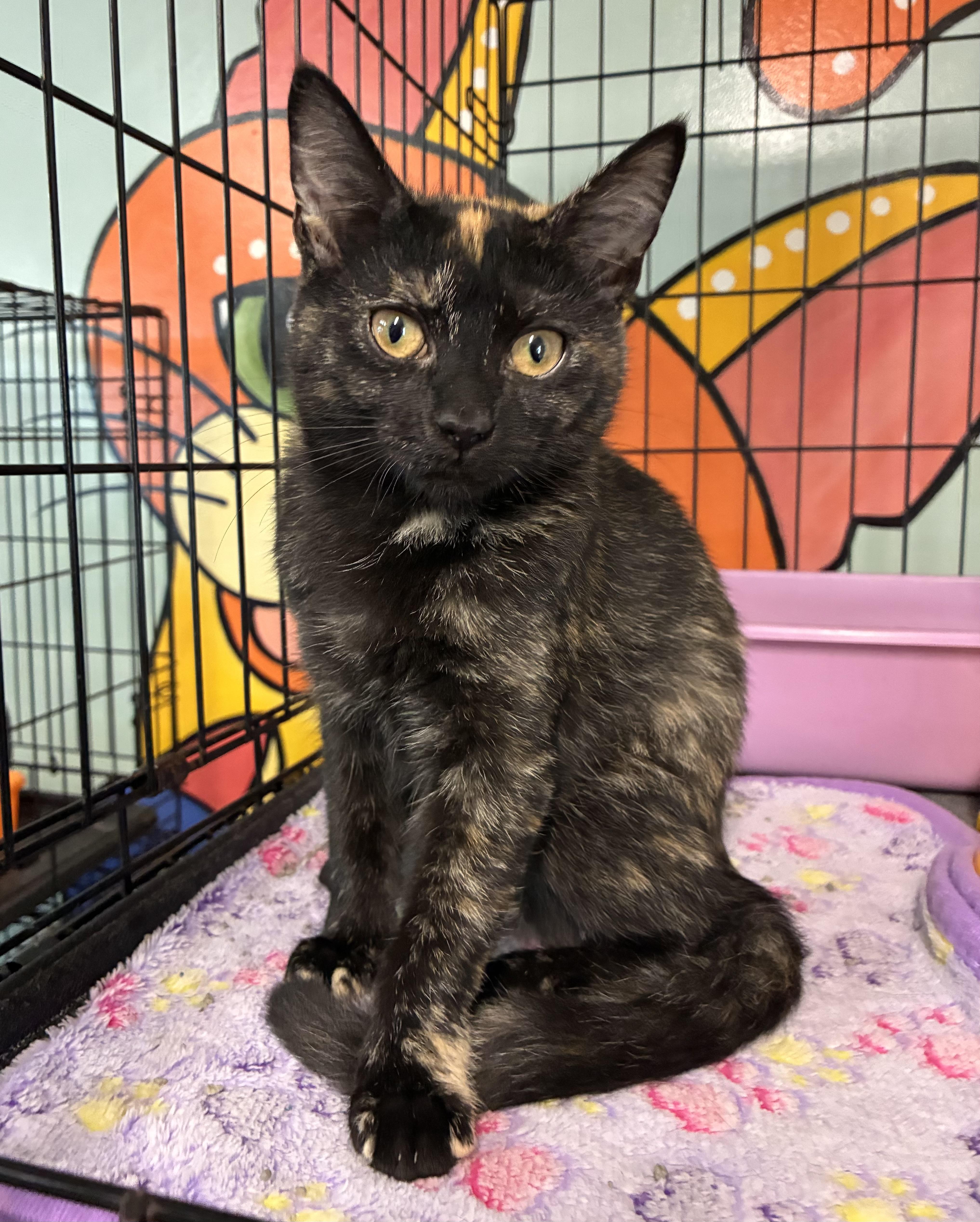 Enlarge Tartan, an adopted Domestic Short Hair in Breinigsville, PA image 1/1