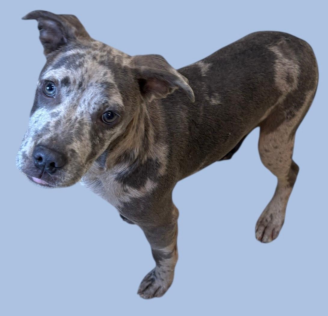 Enlarge Rocky, a ADOPTABLE mixed breed in New Castle, IN image 1/1