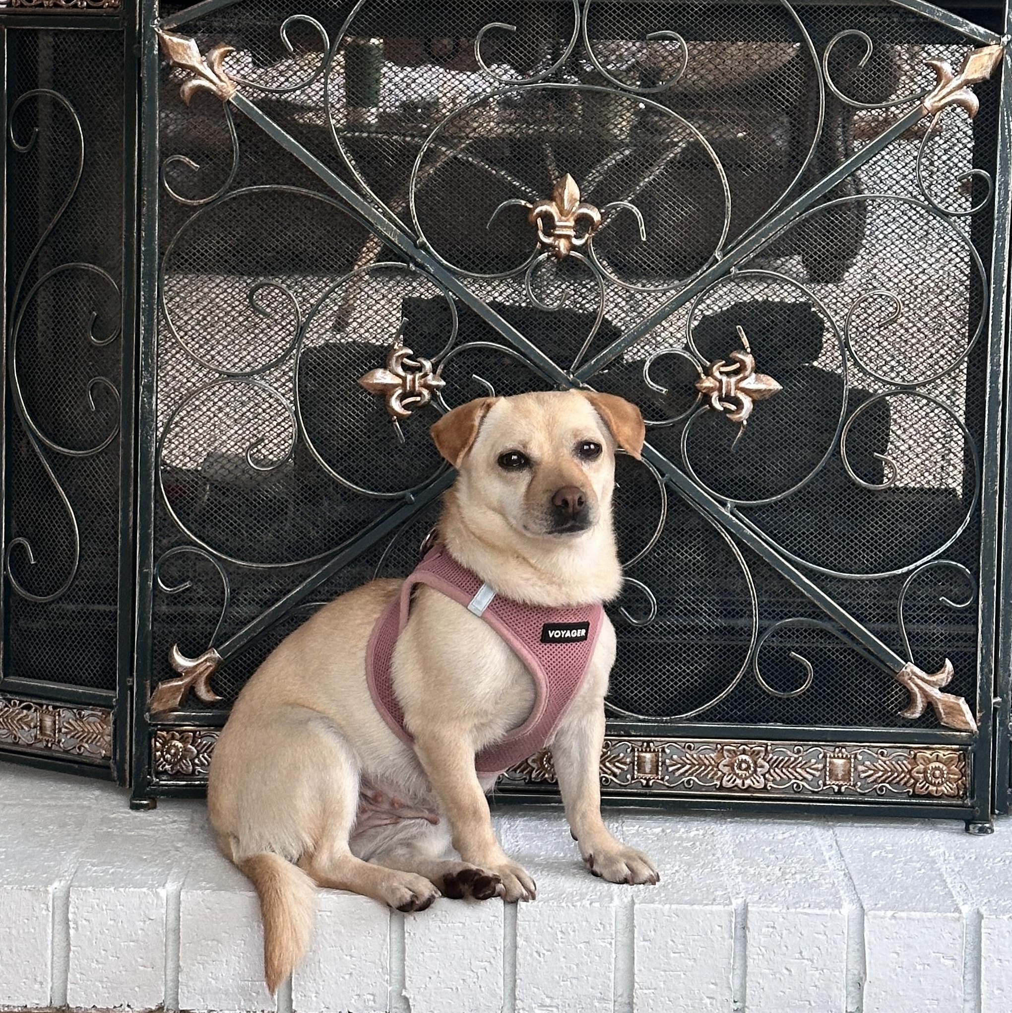 Judy, a ADOPTABLE mixed breed in Rock Hill, SC image 2/6