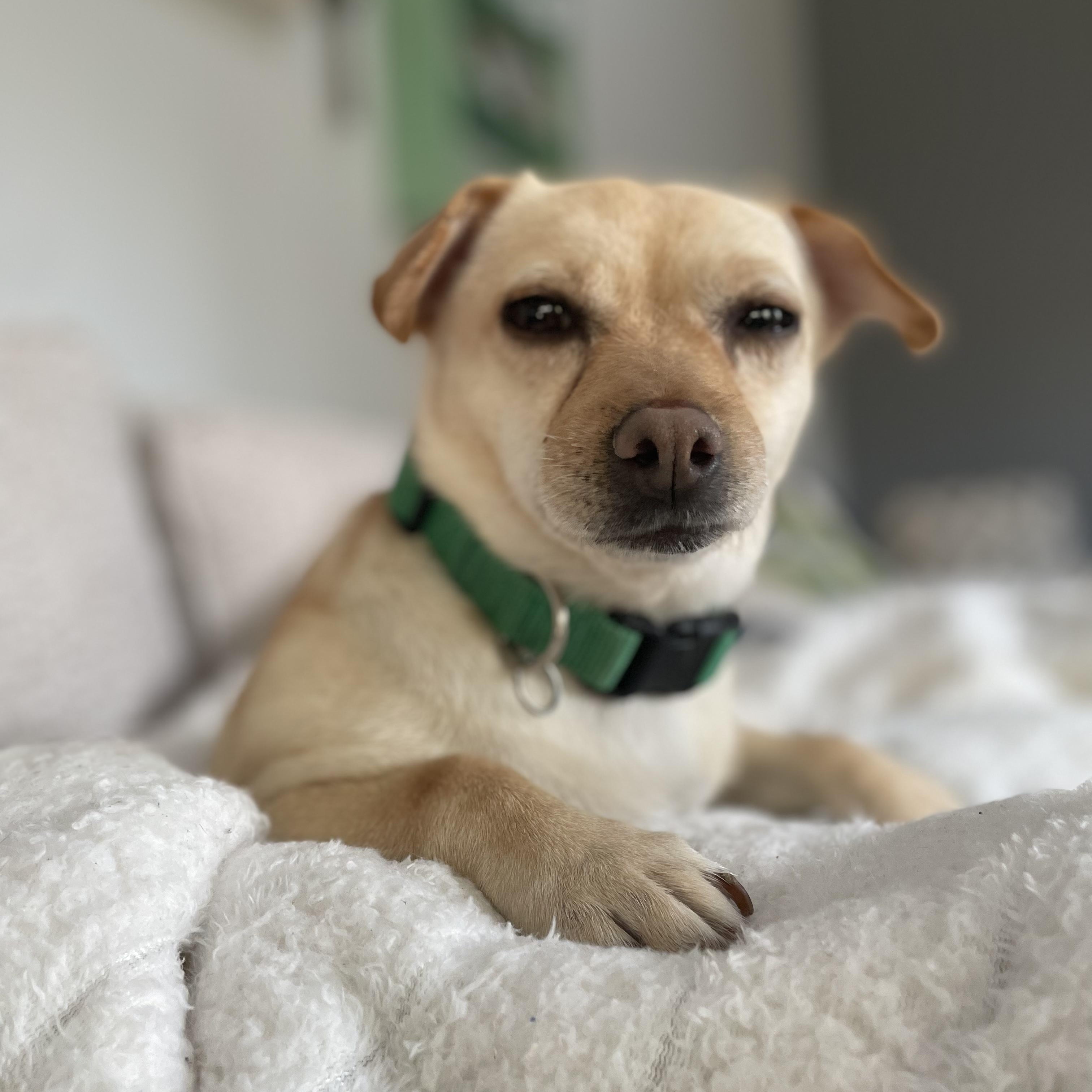 Judy, a ADOPTABLE mixed breed in Rock Hill, SC image 6/6