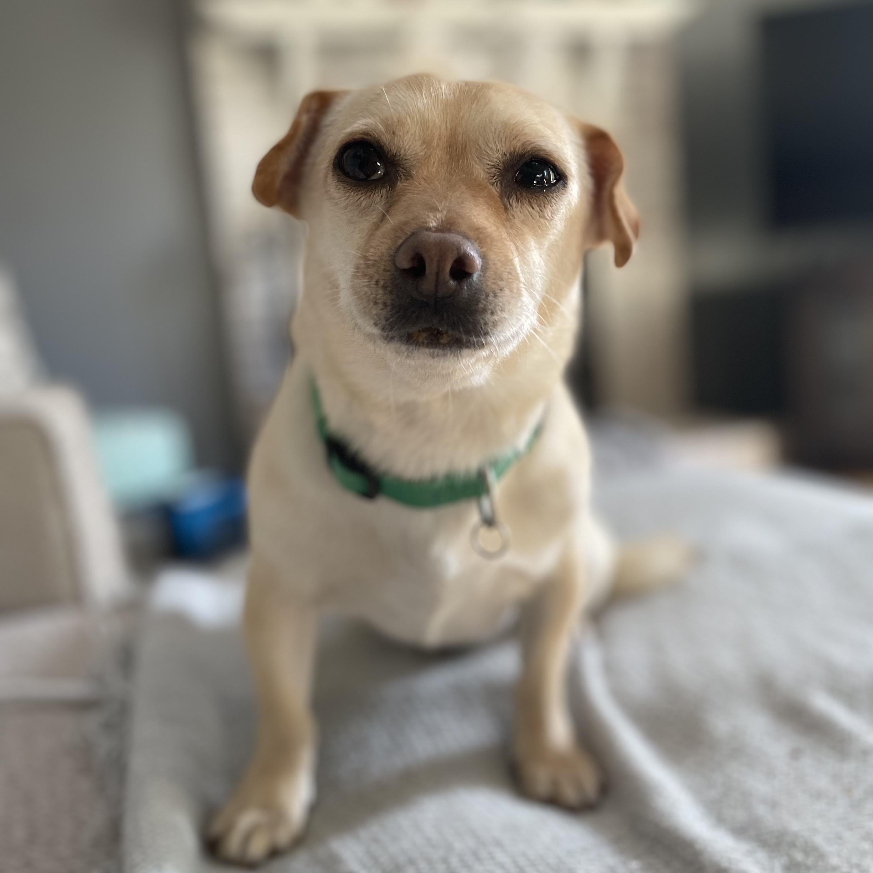 Judy, ADOPTABLE, Adult Female Chihuahua & Dachshund.