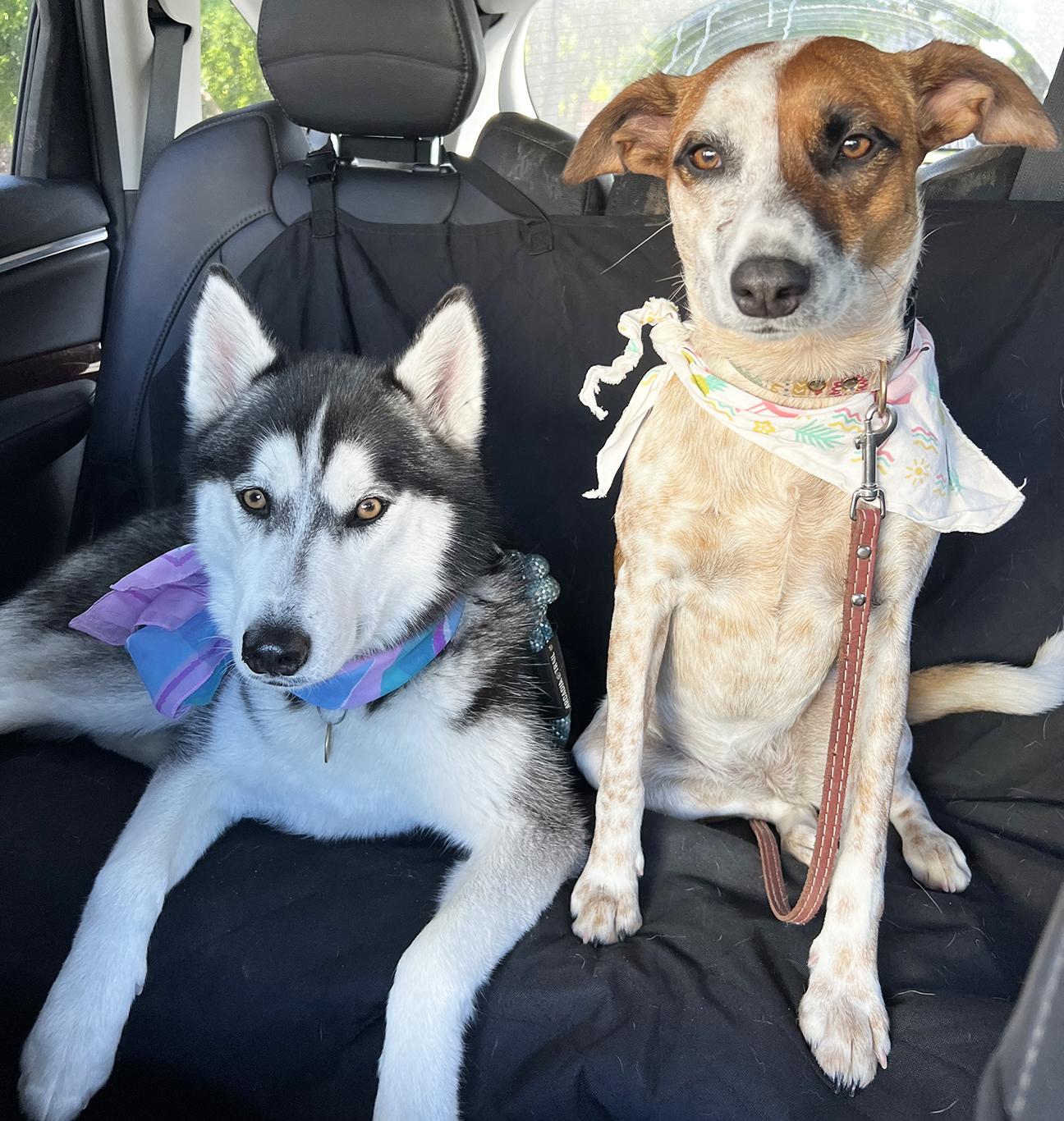 Emmie, a Adoptable mixed breed in San Francisco, CA image 5/5