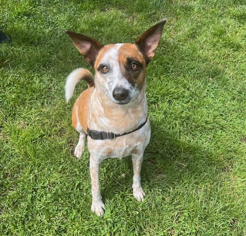 Emmie, Adoptable, Adult Female Cattle Dog & Jack Russell Terrier.