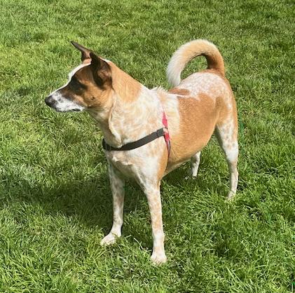 Emmie, a Adoptable mixed breed in San Francisco, CA image 3/5