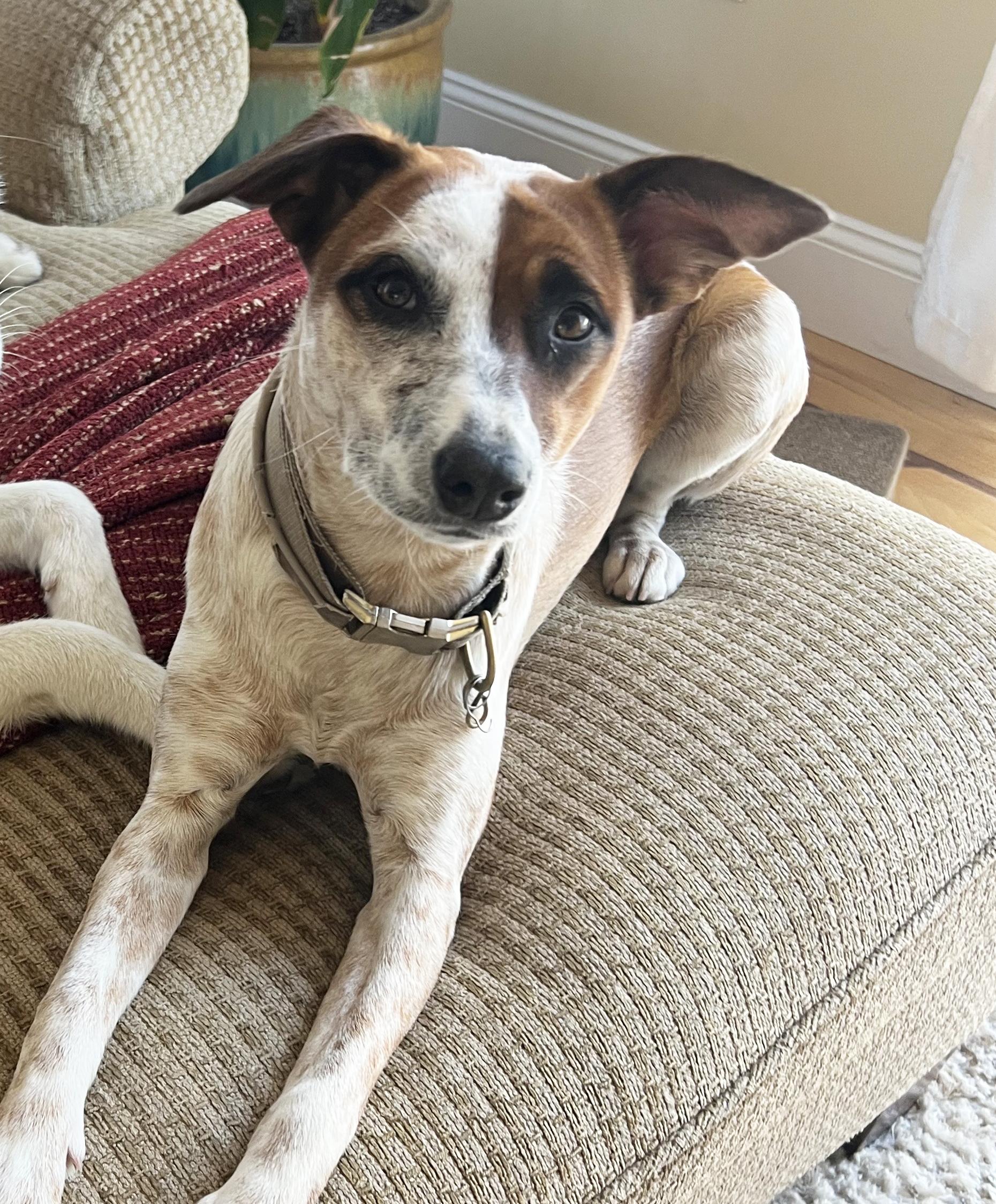 Emmie, a Adoptable mixed breed in San Francisco, CA image 4/5