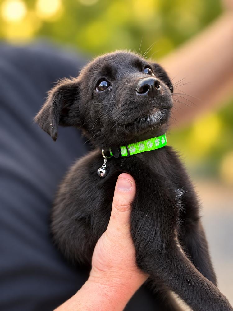 Pride & Prejudice Litter - Mrs. Bennett, Adoptable, Puppy Female Husky & Labrador Retriever.