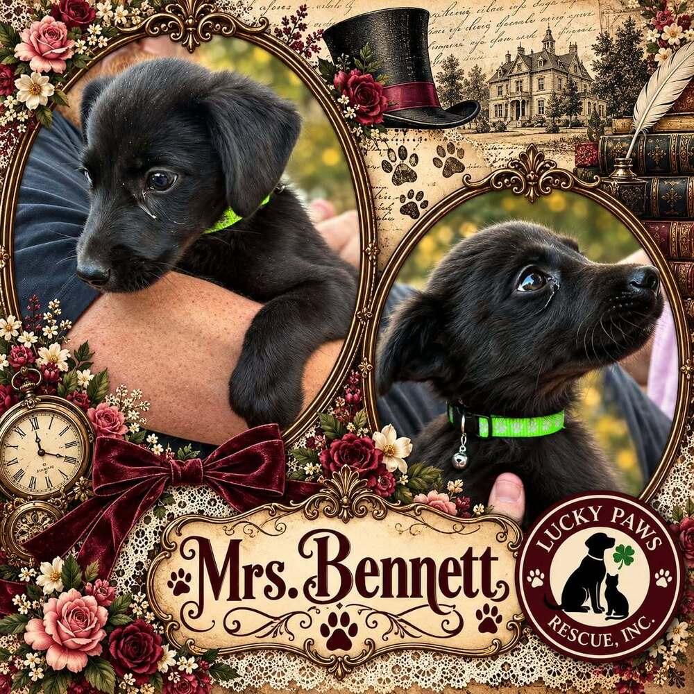 Enlarge Pride & Prejudice Litter -  Mrs. Bennett, a Adoptable mixed breed in Sumter, SC image 2/5