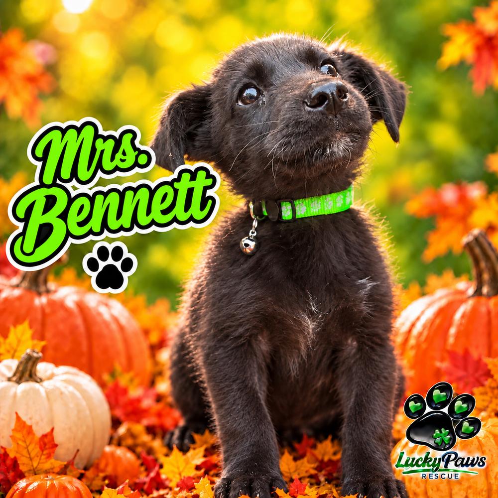 Enlarge Pride & Prejudice Litter -  Mrs. Bennett, a Adoptable mixed breed in Sumter, SC image 3/5