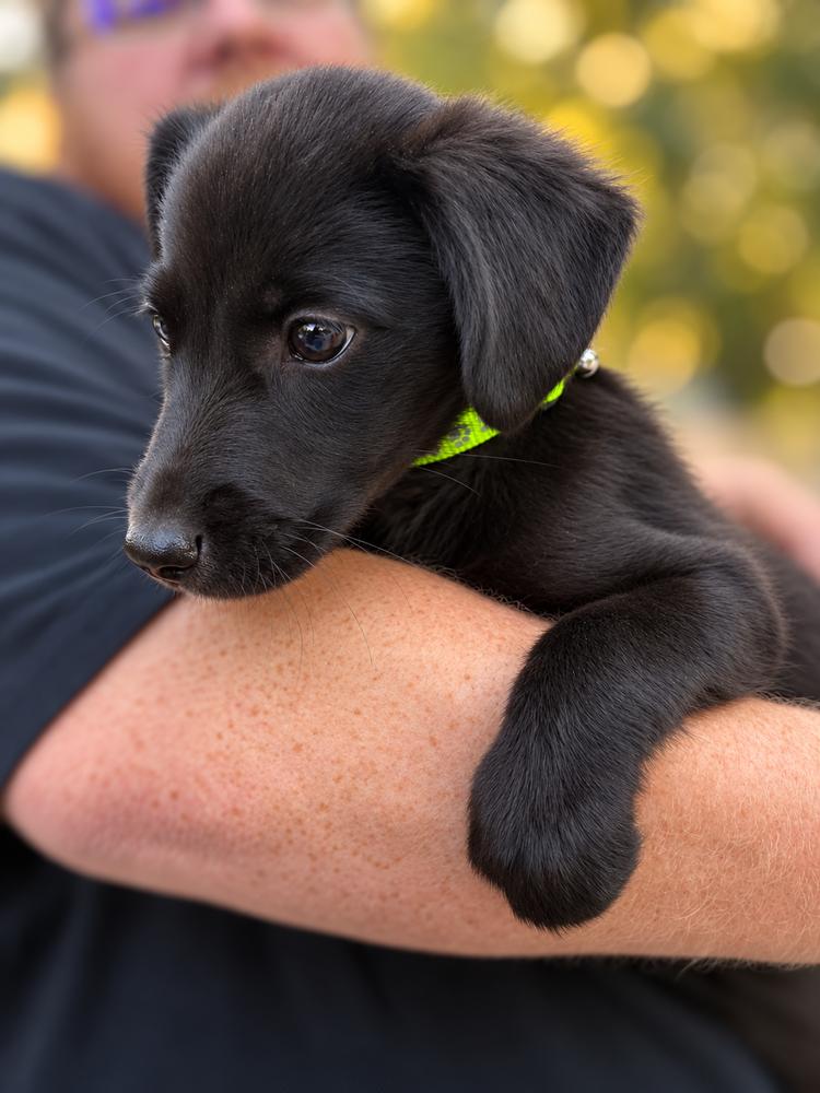 Enlarge Pride & Prejudice Litter -  Mrs. Bennett, a Adoptable mixed breed in Sumter, SC image 4/5