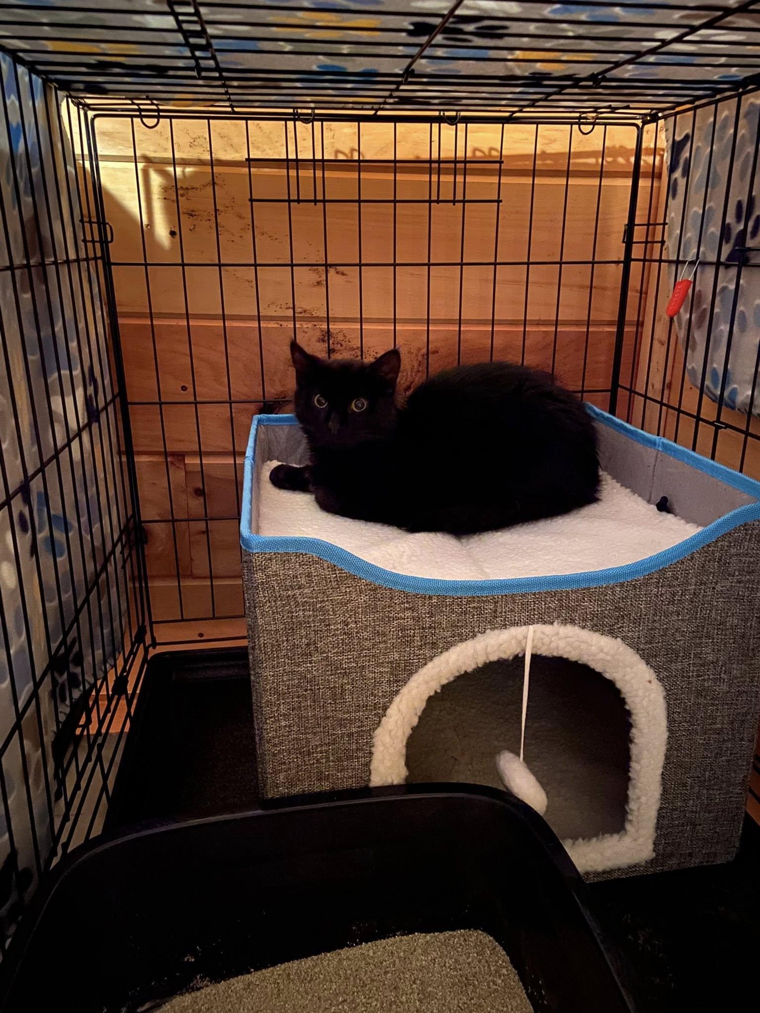 Bear, ADOPTABLE, Young Male Domestic Long Hair.