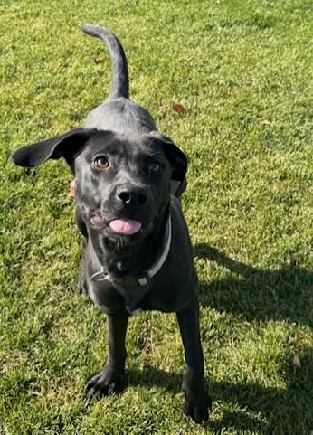 Pudge, Adoptable, Adult Female Mixed Breed & Mixed Breed.