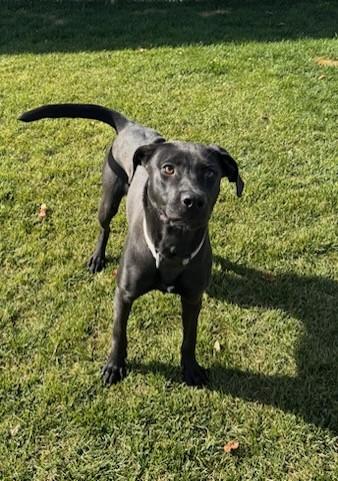 Enlarge Pudge, a Adoptable mixed breed in Missoula, MT image 2/3