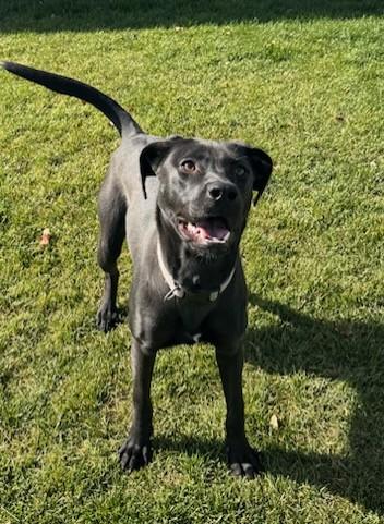 Enlarge Pudge, a Adoptable mixed breed in Missoula, MT image 3/3