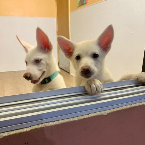 Enlarge Tara and Melanie, a Adopted mixed breed in Madison Heights, MI image 2/6