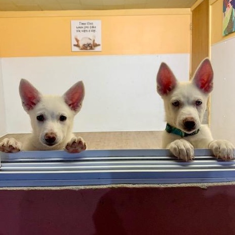 Enlarge Tara and Melanie, a Adopted mixed breed in Madison Heights, MI image 1/6
