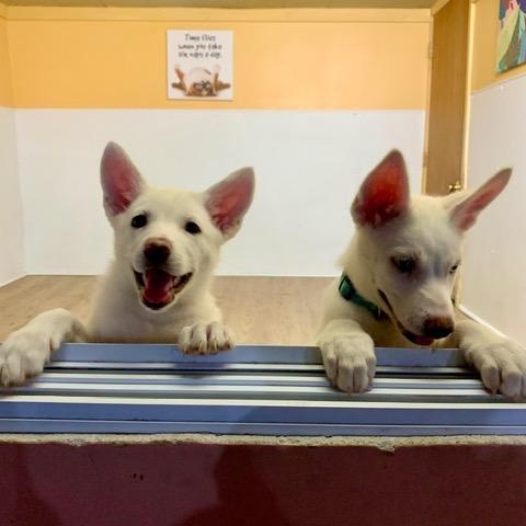 Enlarge Tara and Melanie, a Adopted mixed breed in Madison Heights, MI image 4/6