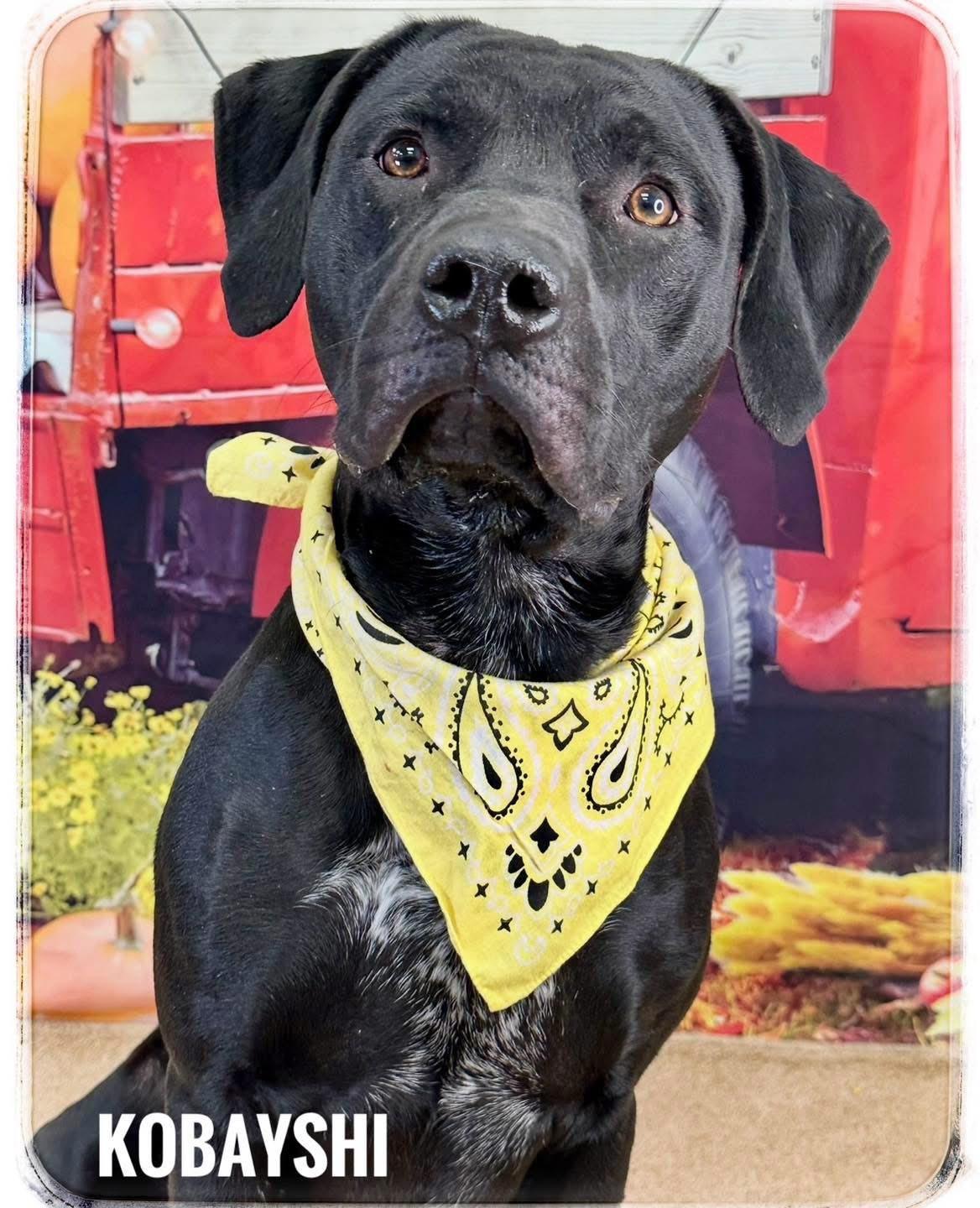 Enlarge Kobayshi, an adoptable Mixed Breed in Flint, MI image 1/1