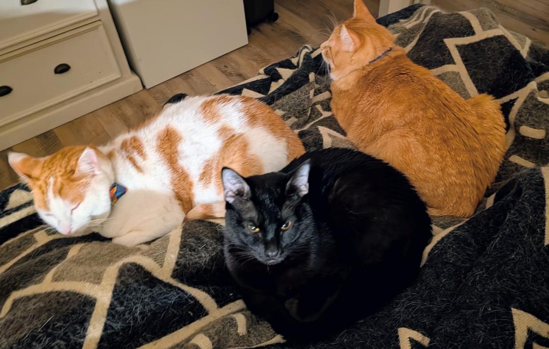 Linus, an adopted Domestic Short Hair in Calgary, AB image 3/6