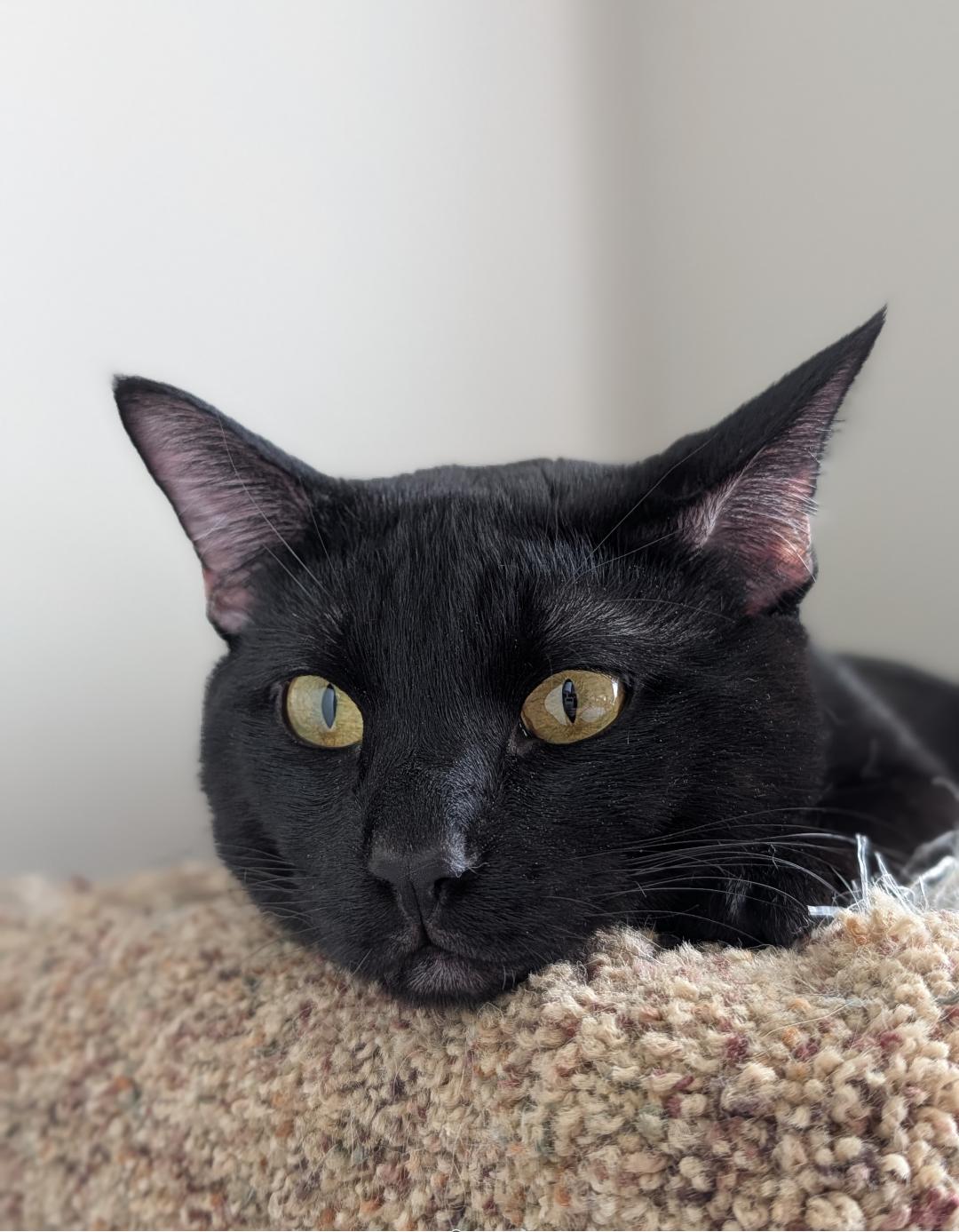 Linus, an adopted Domestic Short Hair in Calgary, AB image 6/6