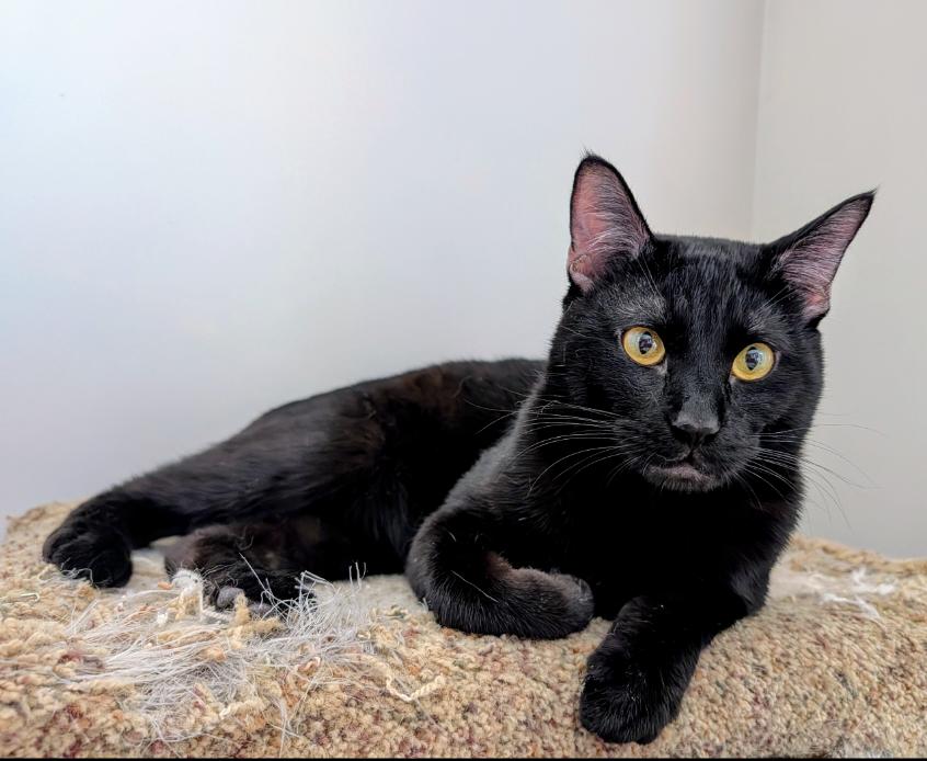 Linus, adopted, Adult Male Domestic Short Hair.