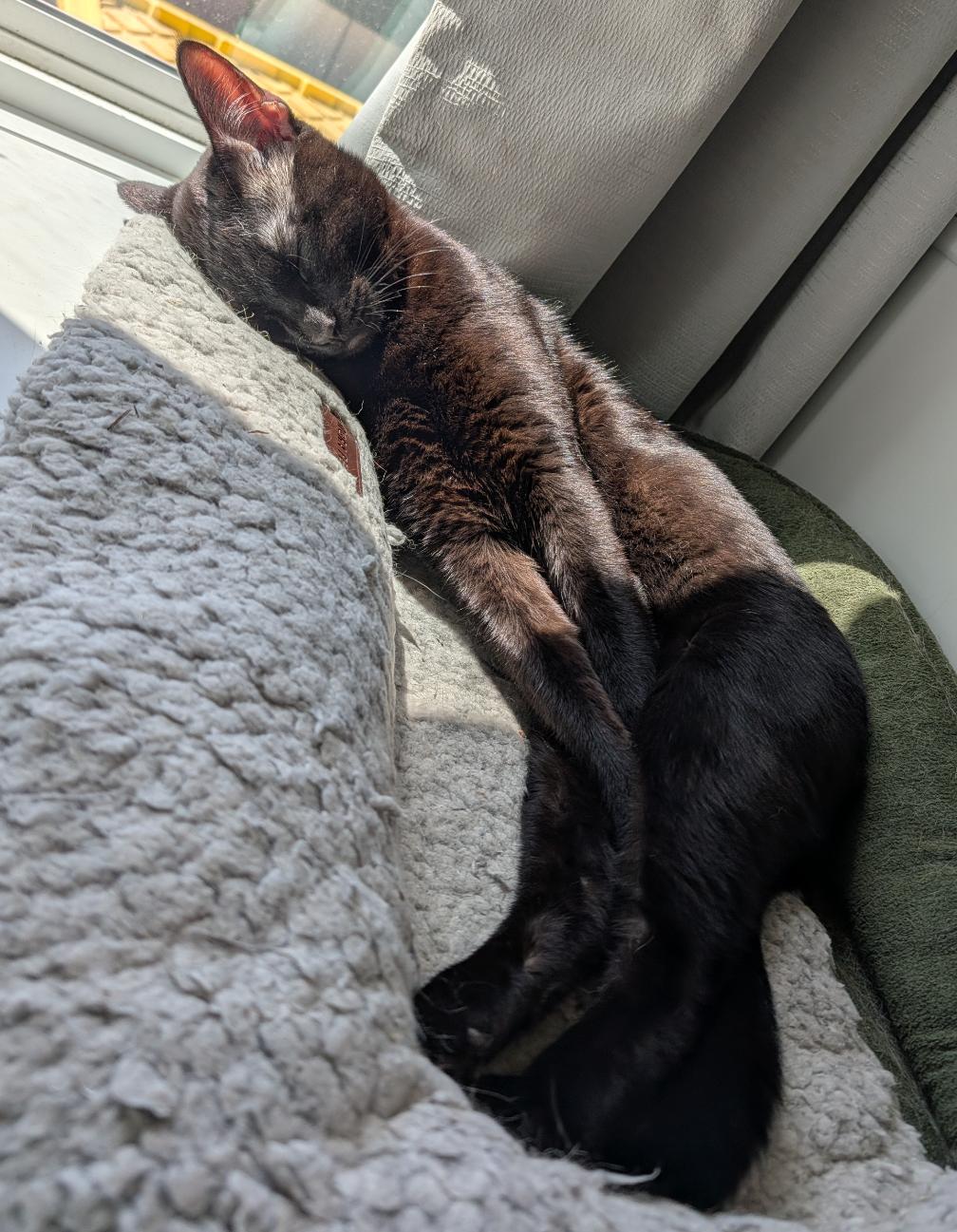 Linus, an adopted Domestic Short Hair in Calgary, AB image 5/6