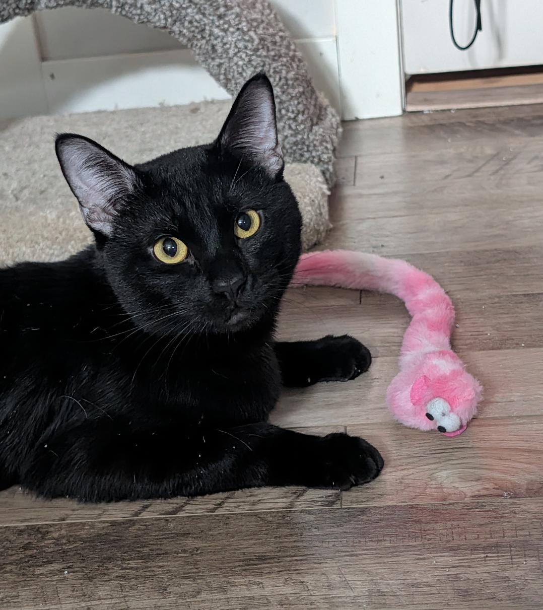 Linus, an adopted Domestic Short Hair in Calgary, AB image 2/6