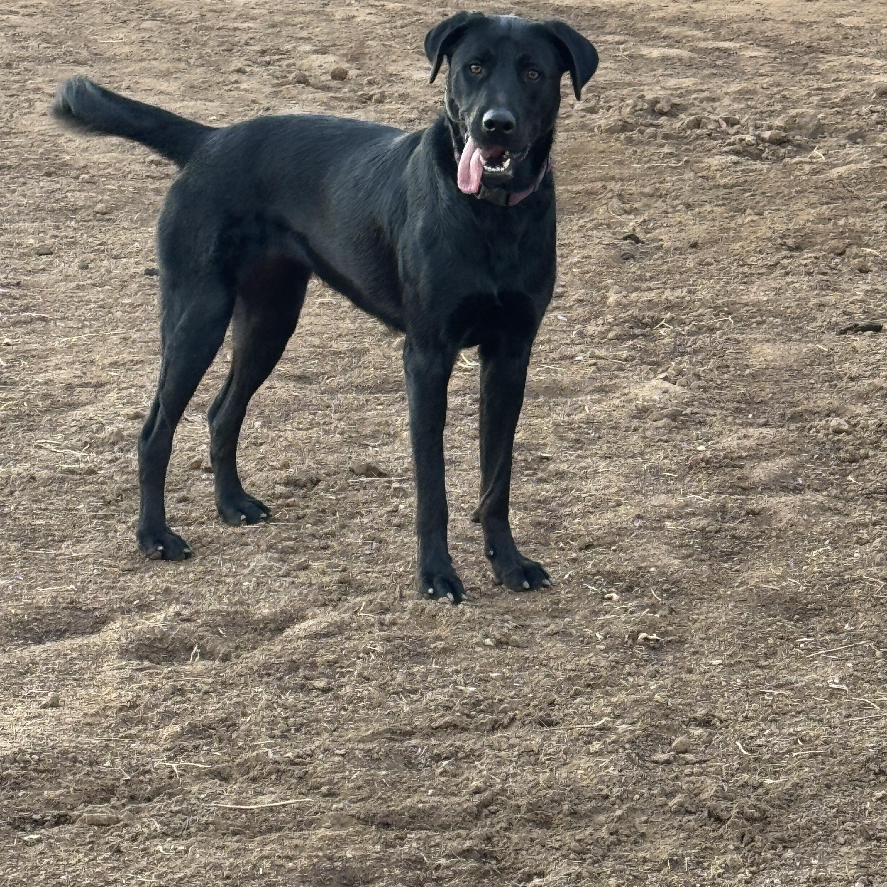 Enlarge KAI, a ADOPTABLE mixed breed in Perris, CA image 2/2