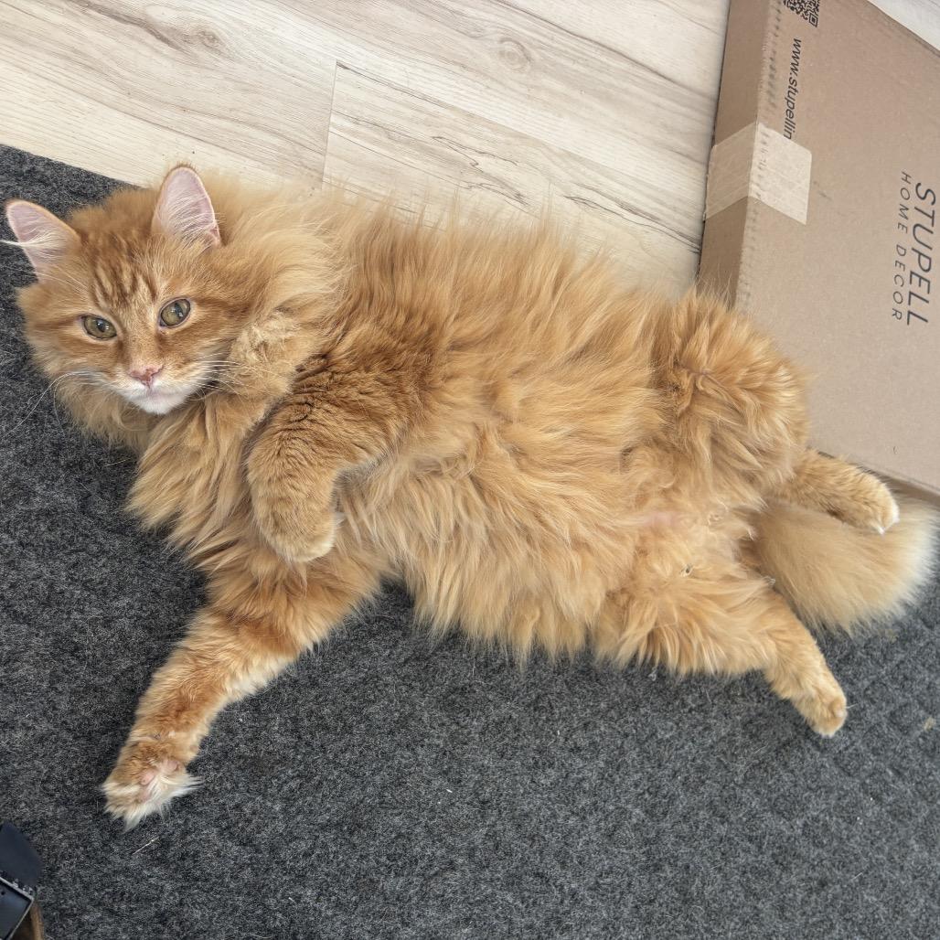 Keto, a Adoptable Domestic Long Hair in Granville, OH image 1/4