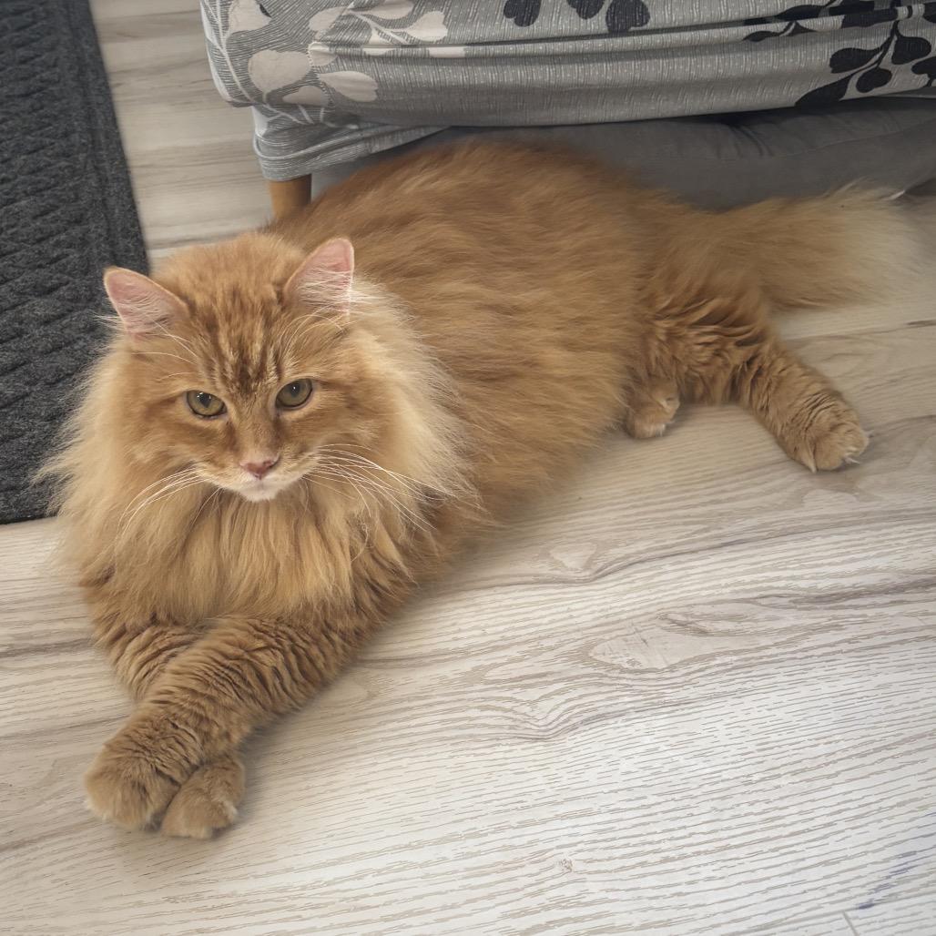 Keto, a Adoptable Domestic Long Hair in Granville, OH image 2/4